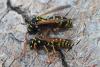 Polistes dominula